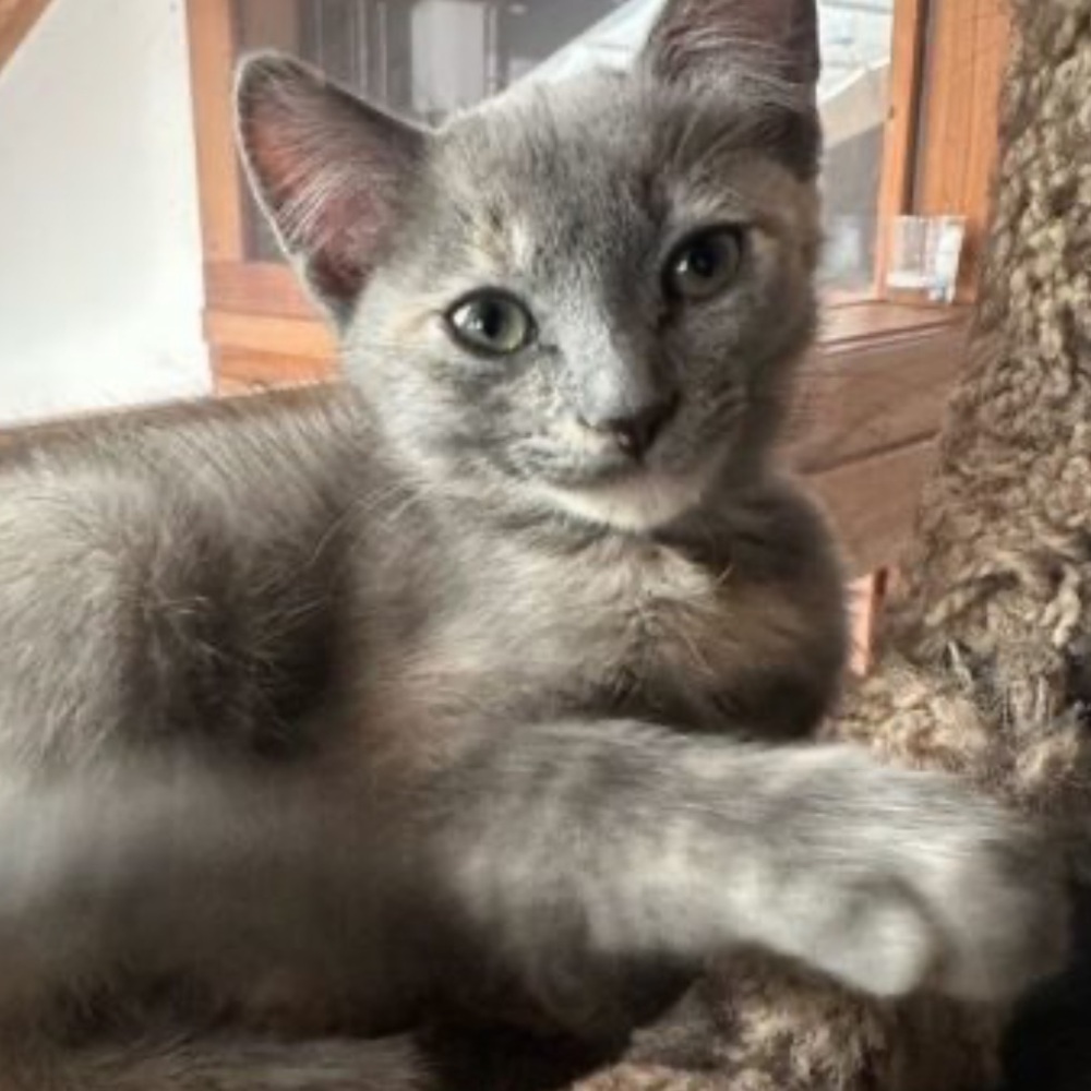 Meet your Posher, Nitika